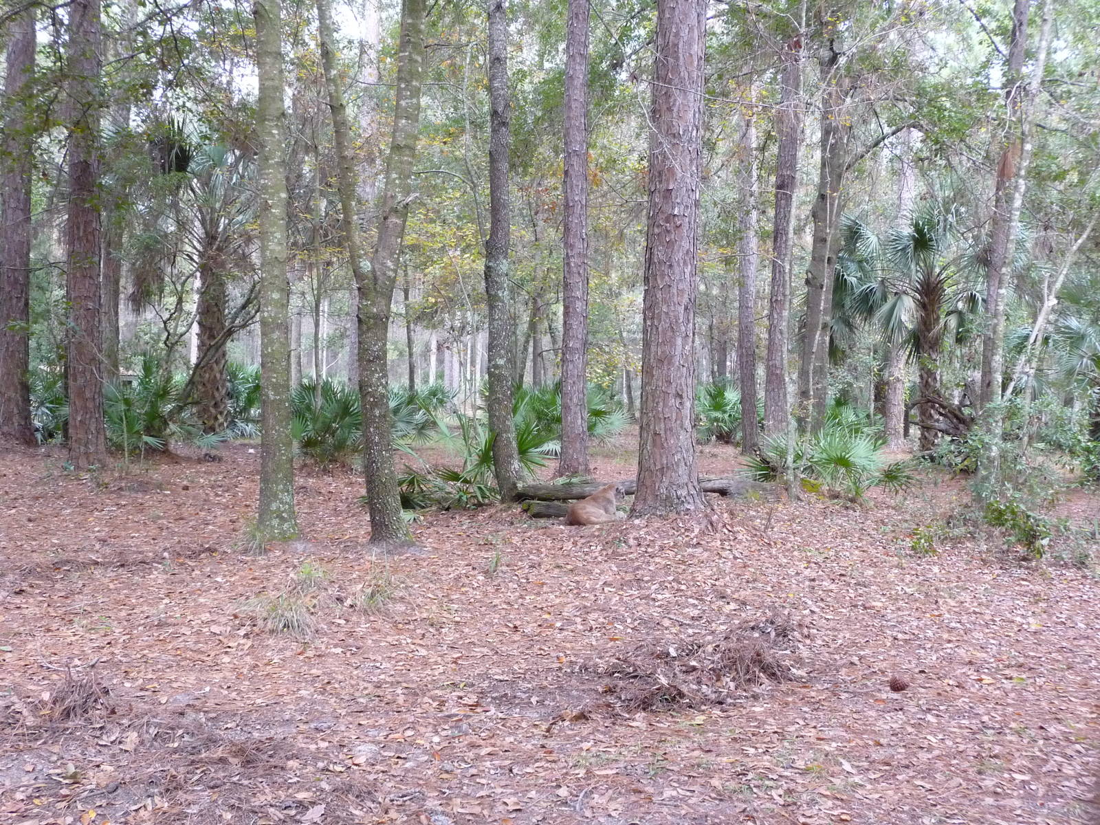 Cougar/Puma/Panther/Mountain Lion Exhibit