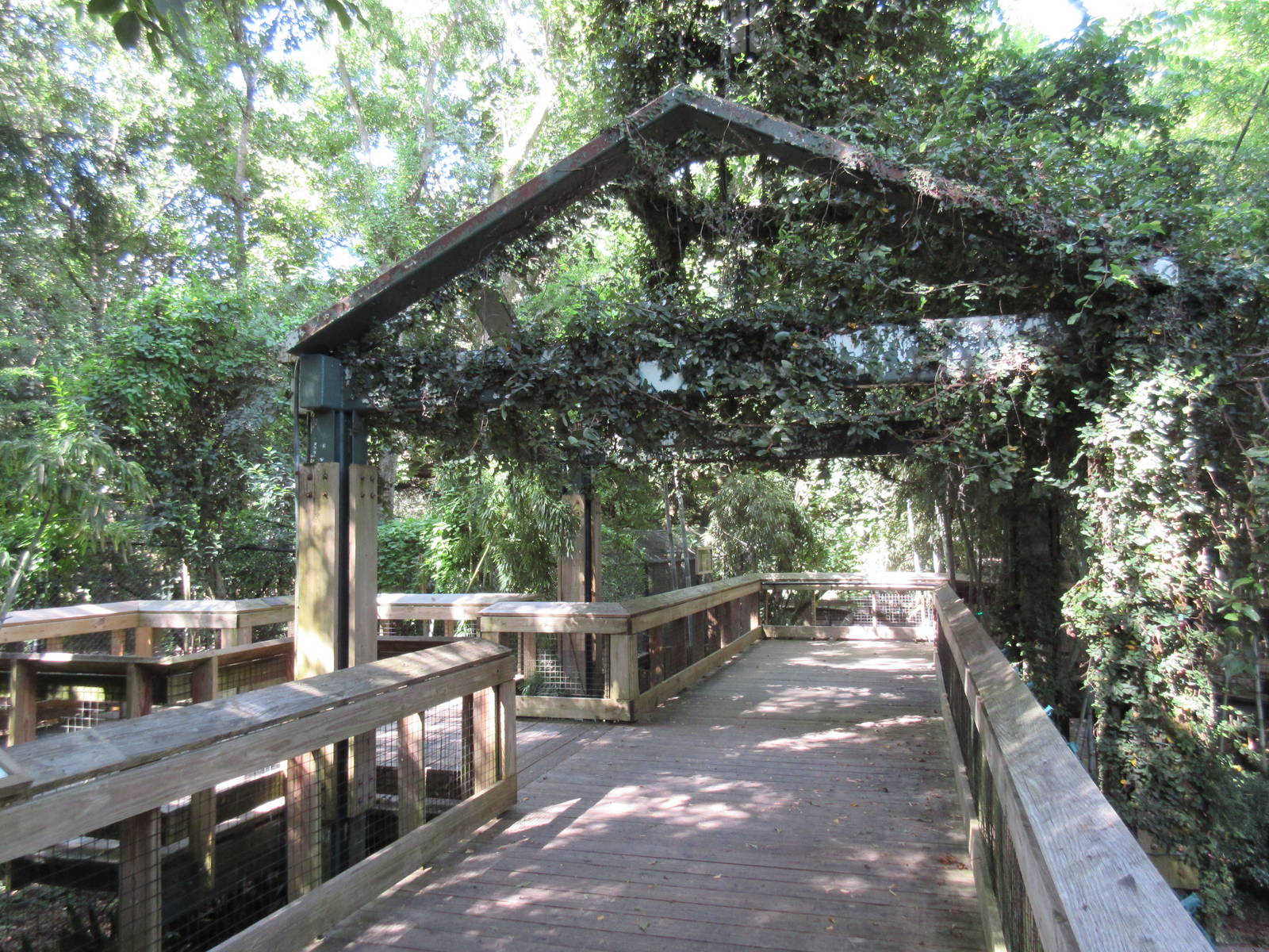 Cougar + Red Wolf Exhibits - Upper Viewing Deck