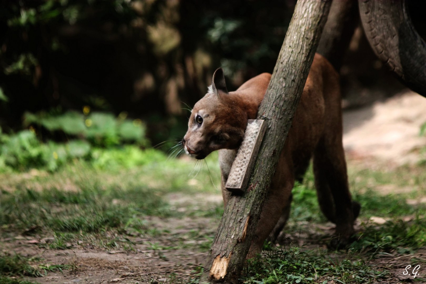 Cougar rubbing against the brush