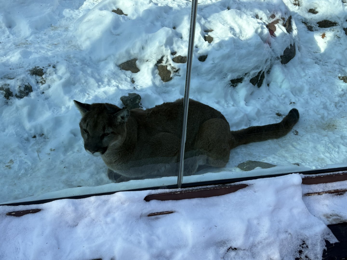 Cougar - Seen January 26, 2025