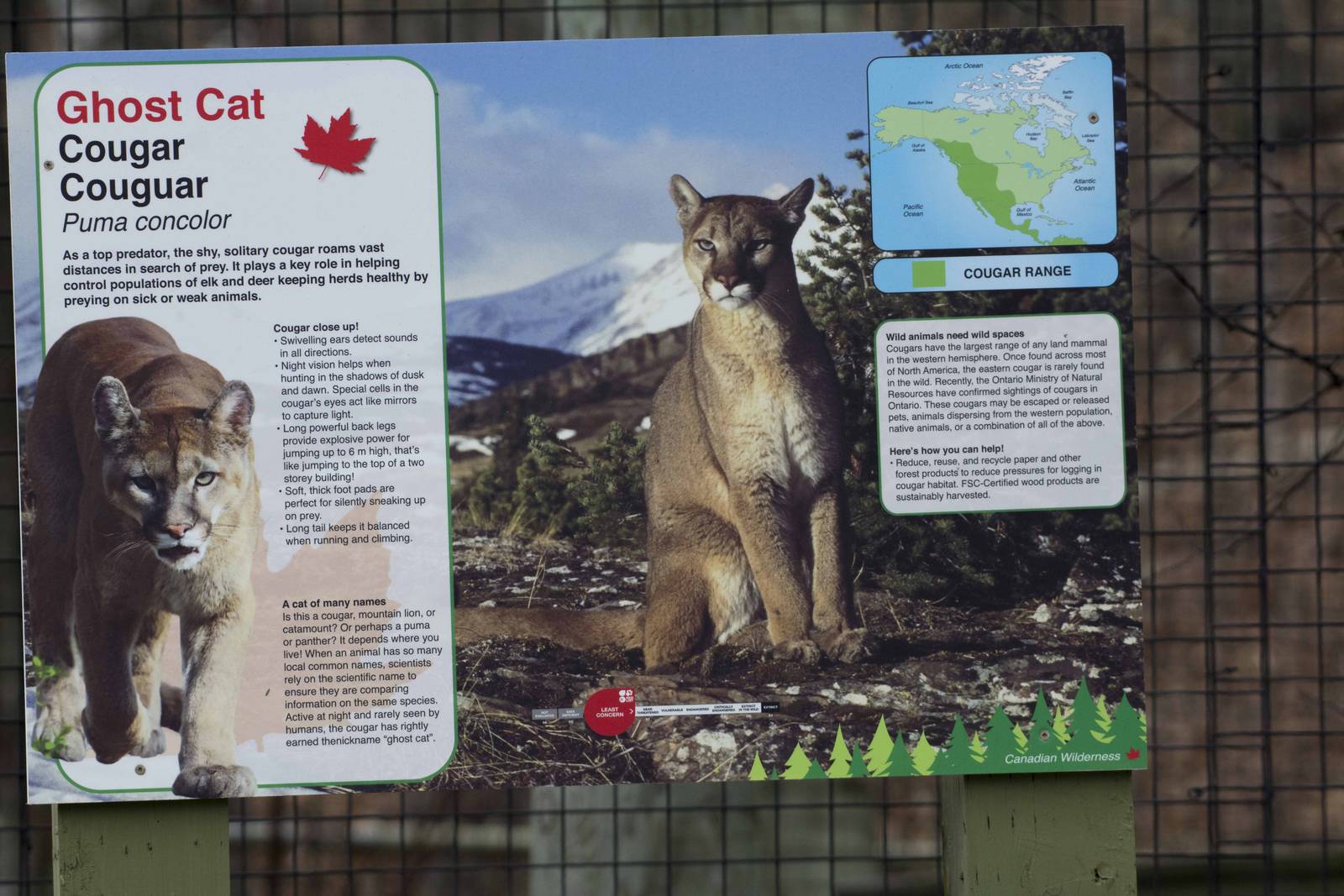 Cougar Signage