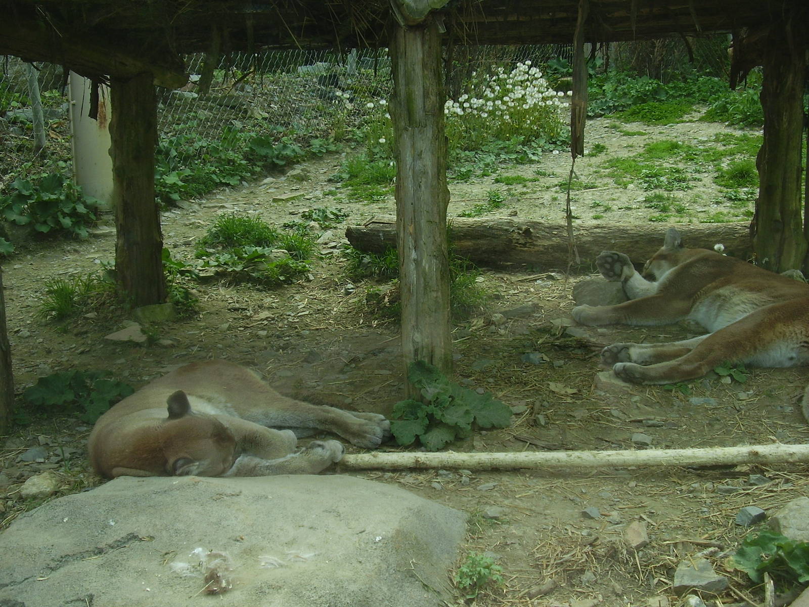 Cougar- Stone Zoo MAY07 II