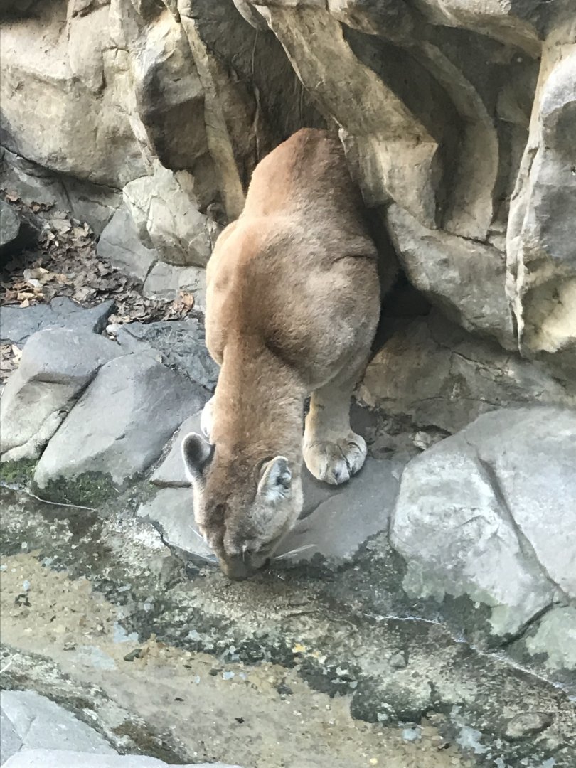 Cougar taking a sip