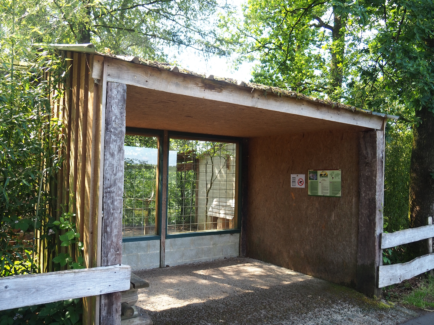 Cougar viewing window, 2023-06-24