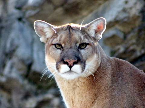 Cougar