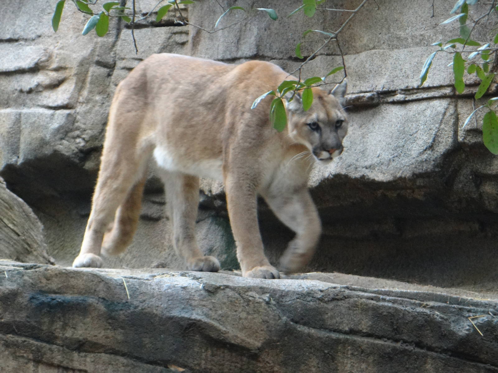 Cougar