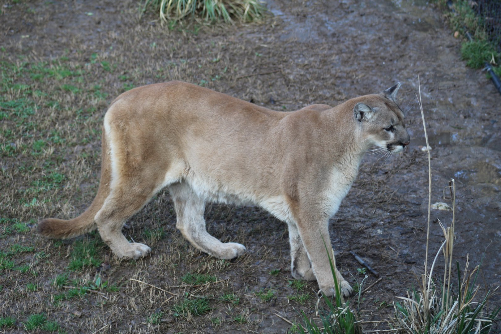 Cougar