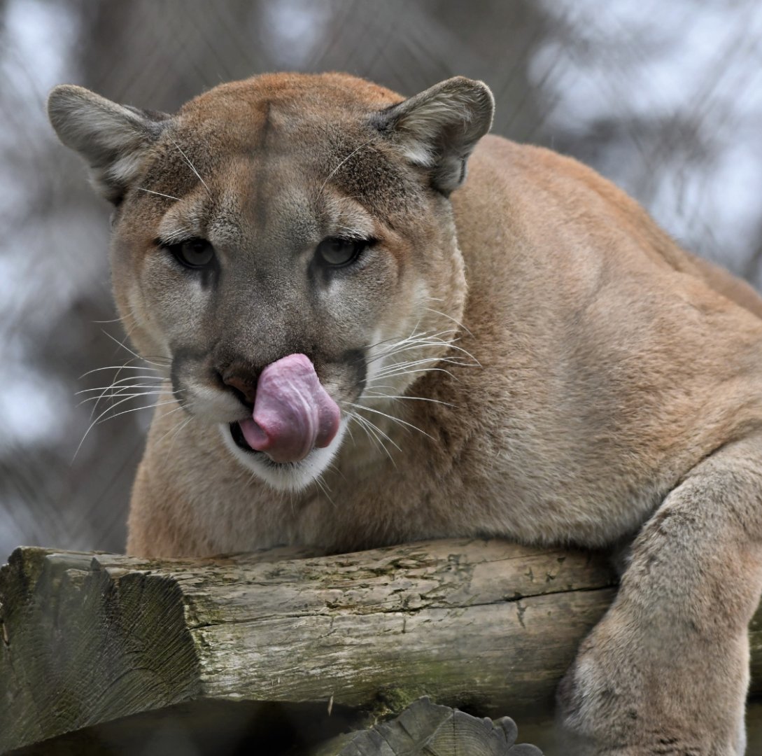 Cougar