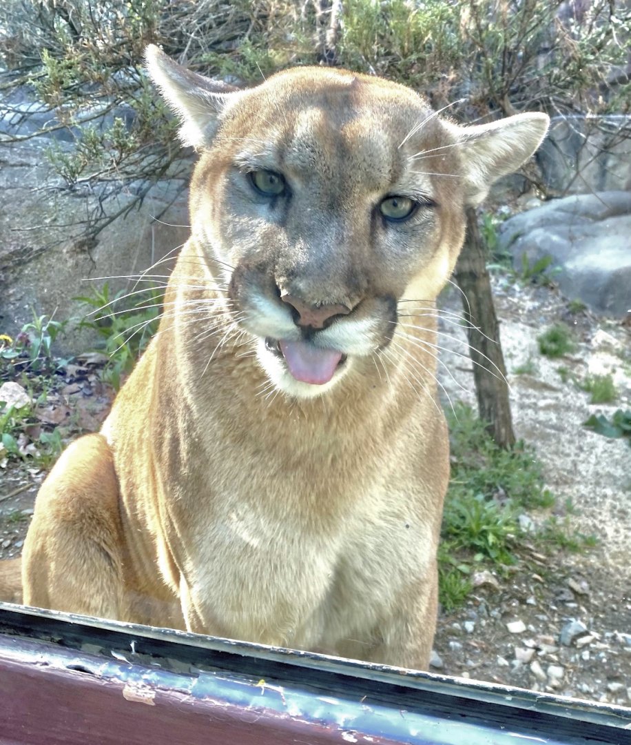 Cougar