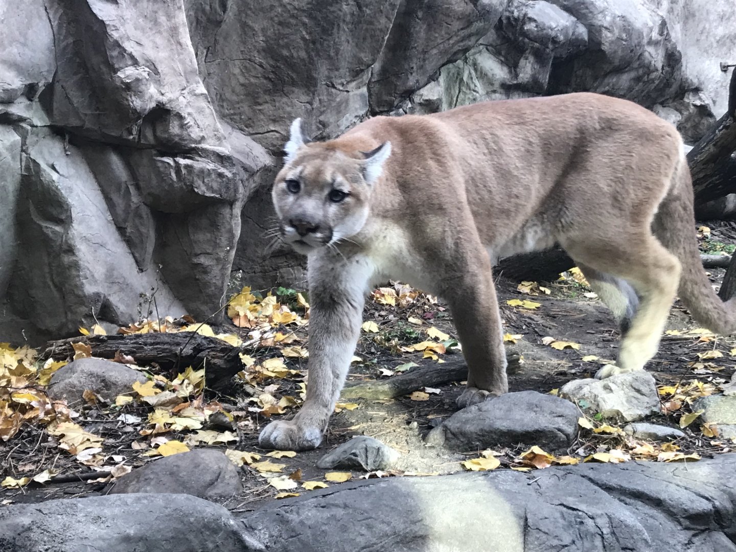 Cougar