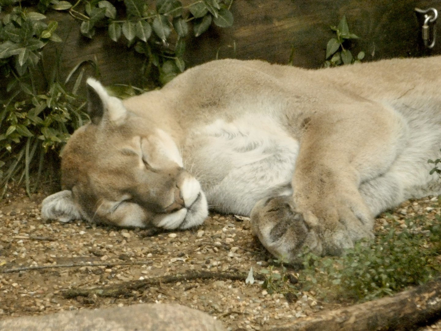 Cougar