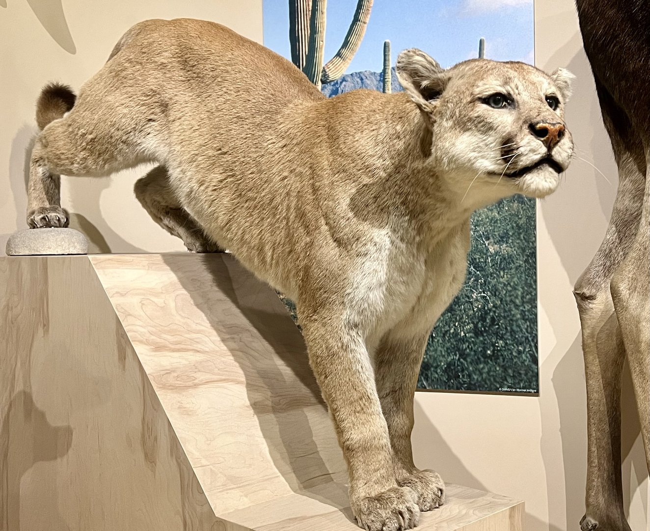 Cougar