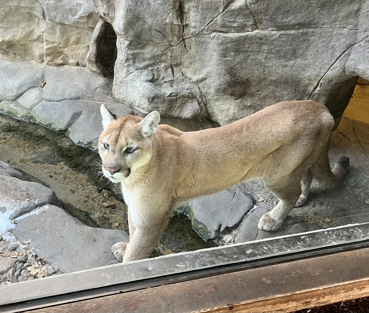 Cougar