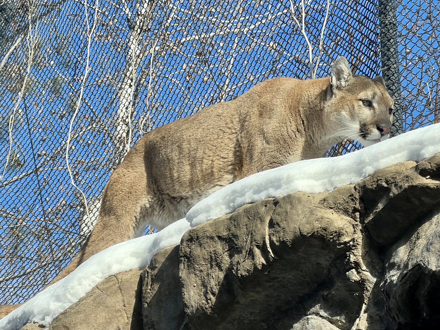 Cougar