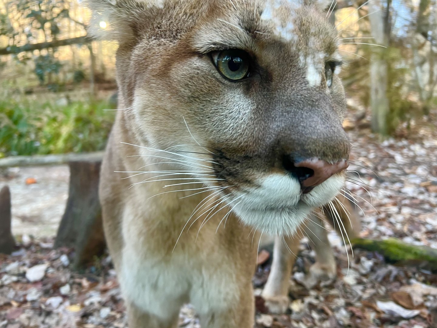 Cougar