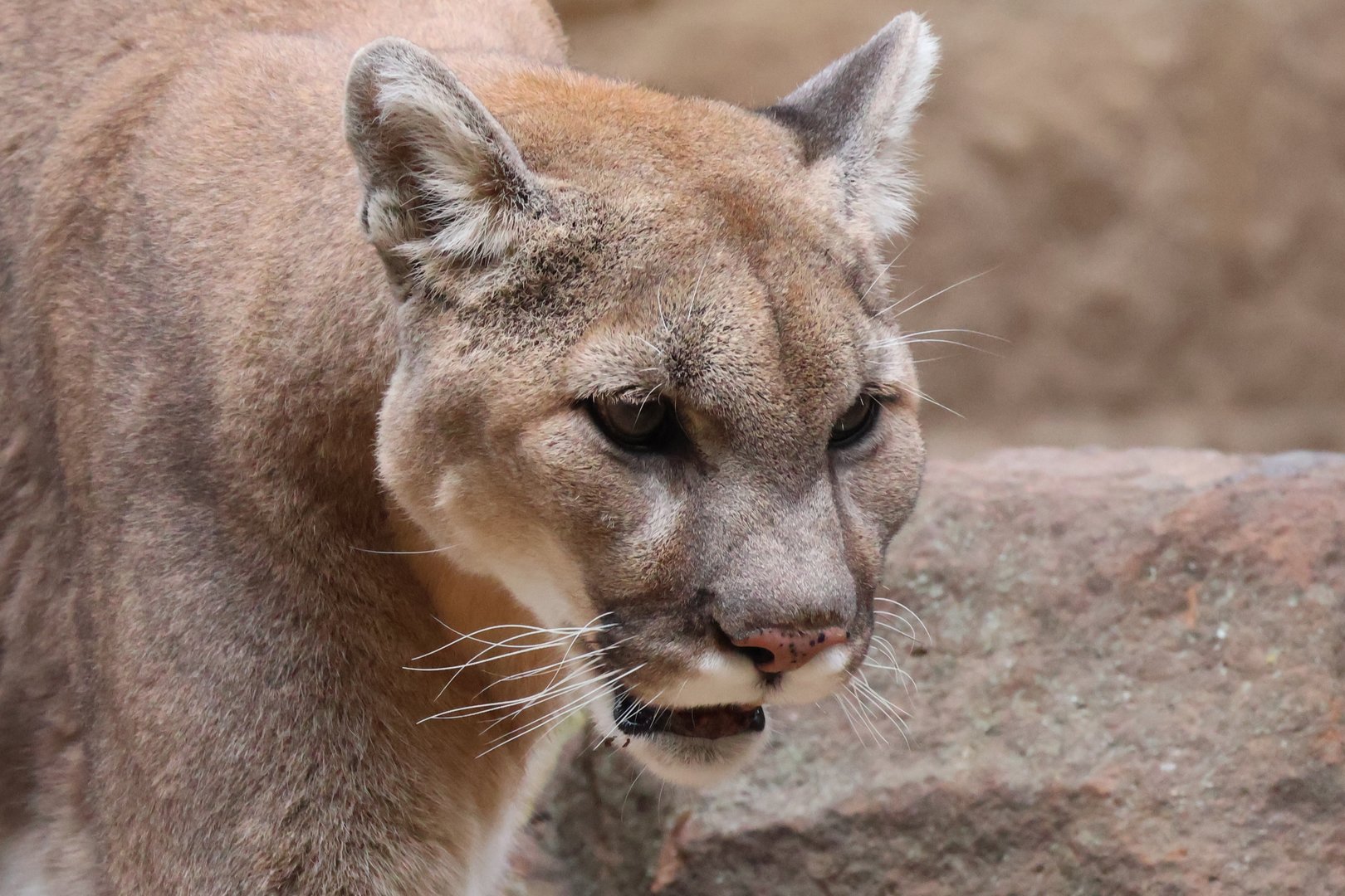 Cougar