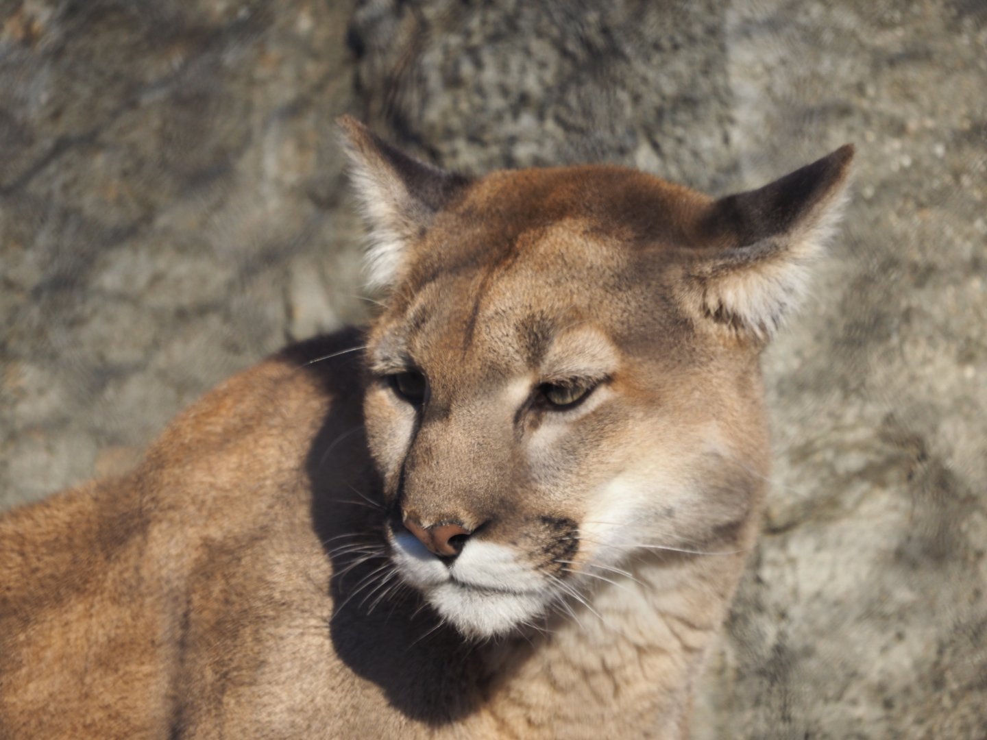 Cougar