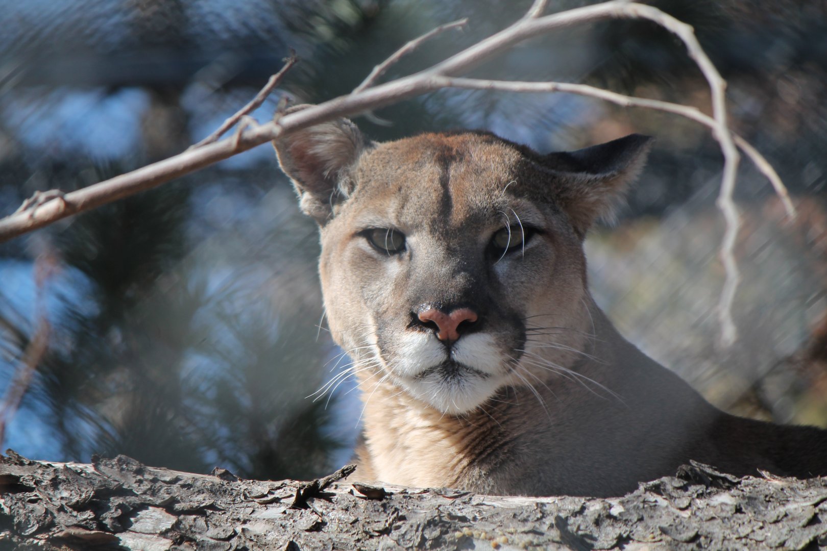 Cougar