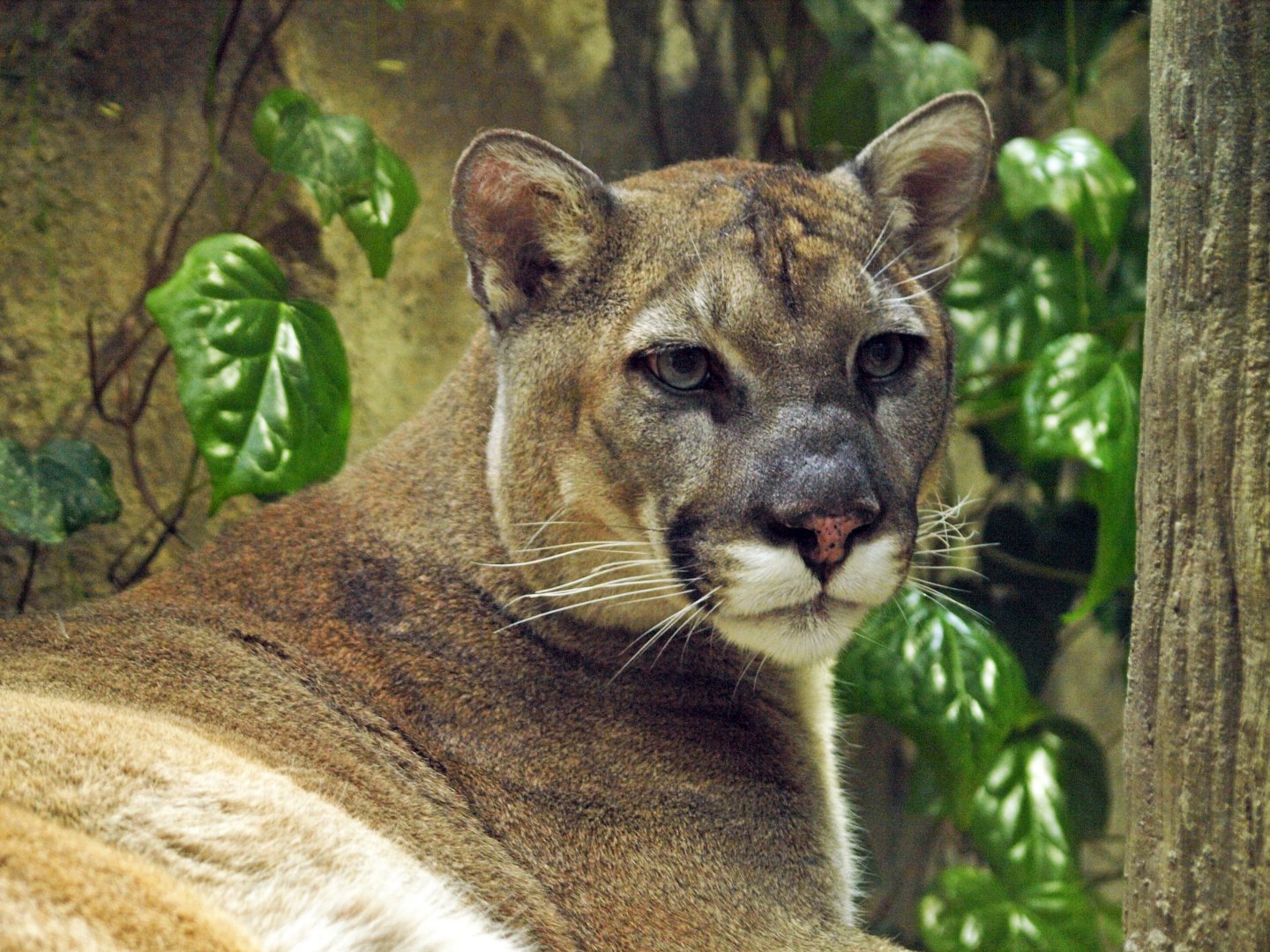 Cougar