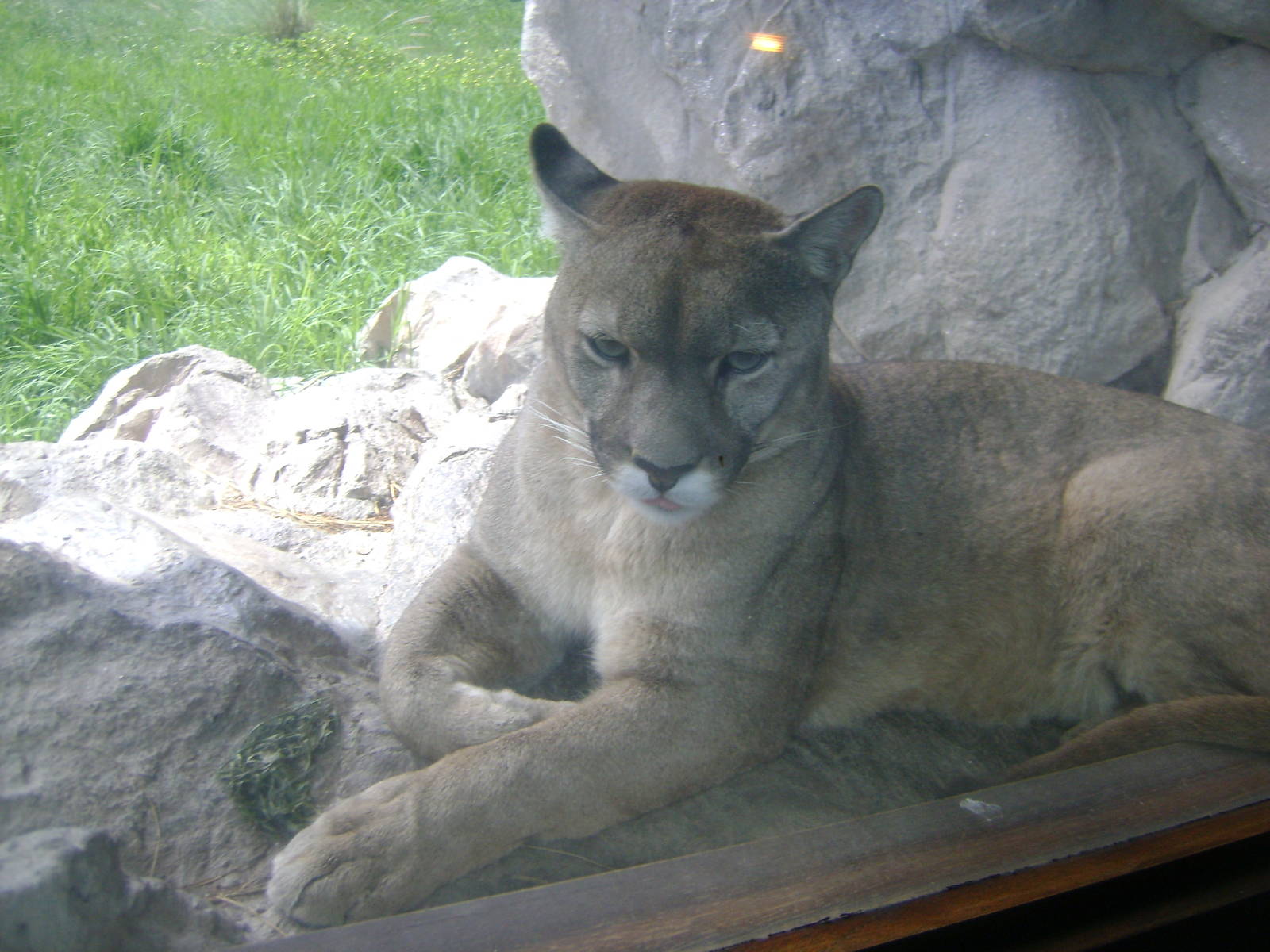 Cougar