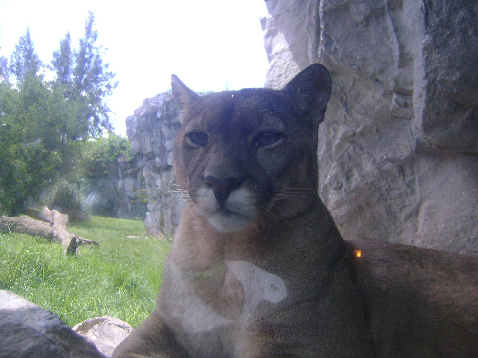 Cougar