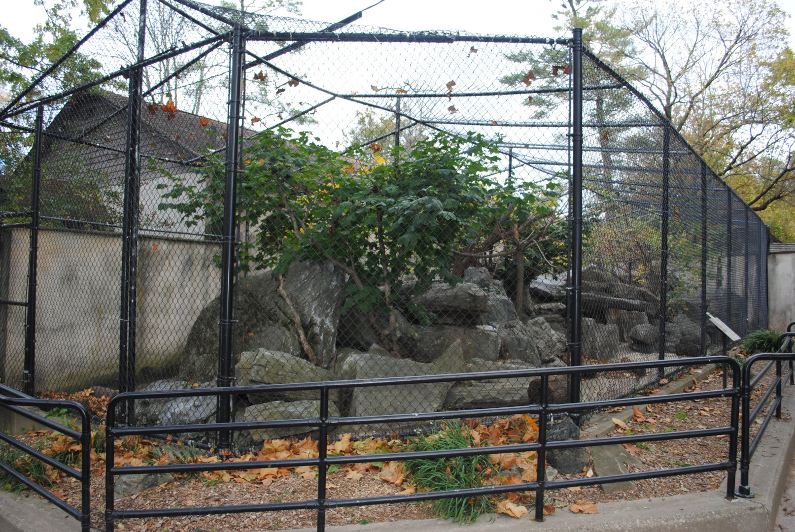 Cougar's Exhibit