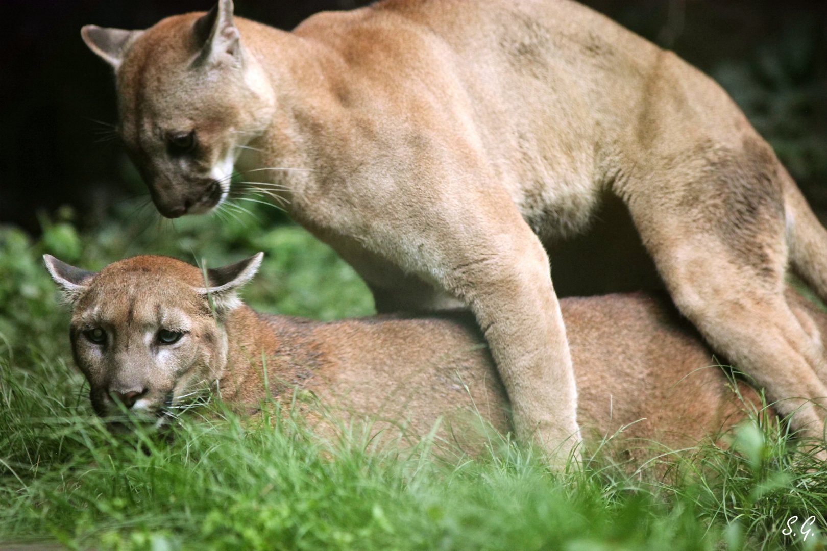 cougars in copulation