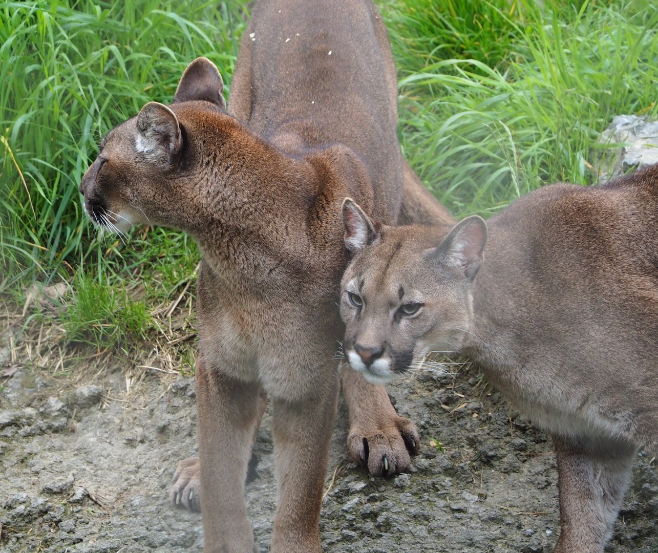 Cougars (Puma concolor), 2023-05-15