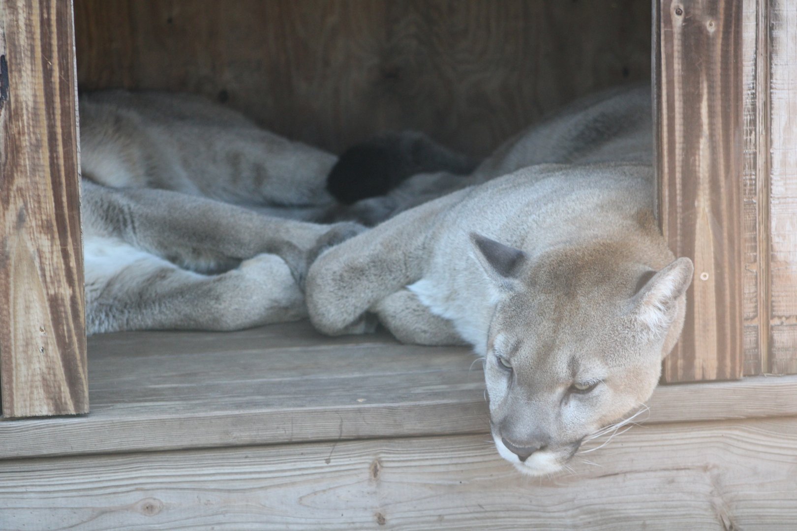 Cougars (Puma concolor ssp.)