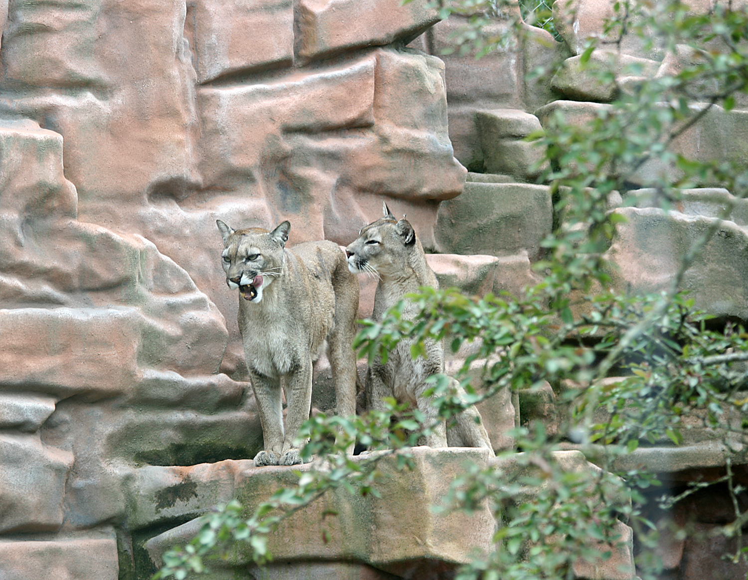 Cougars (Puma concolor)