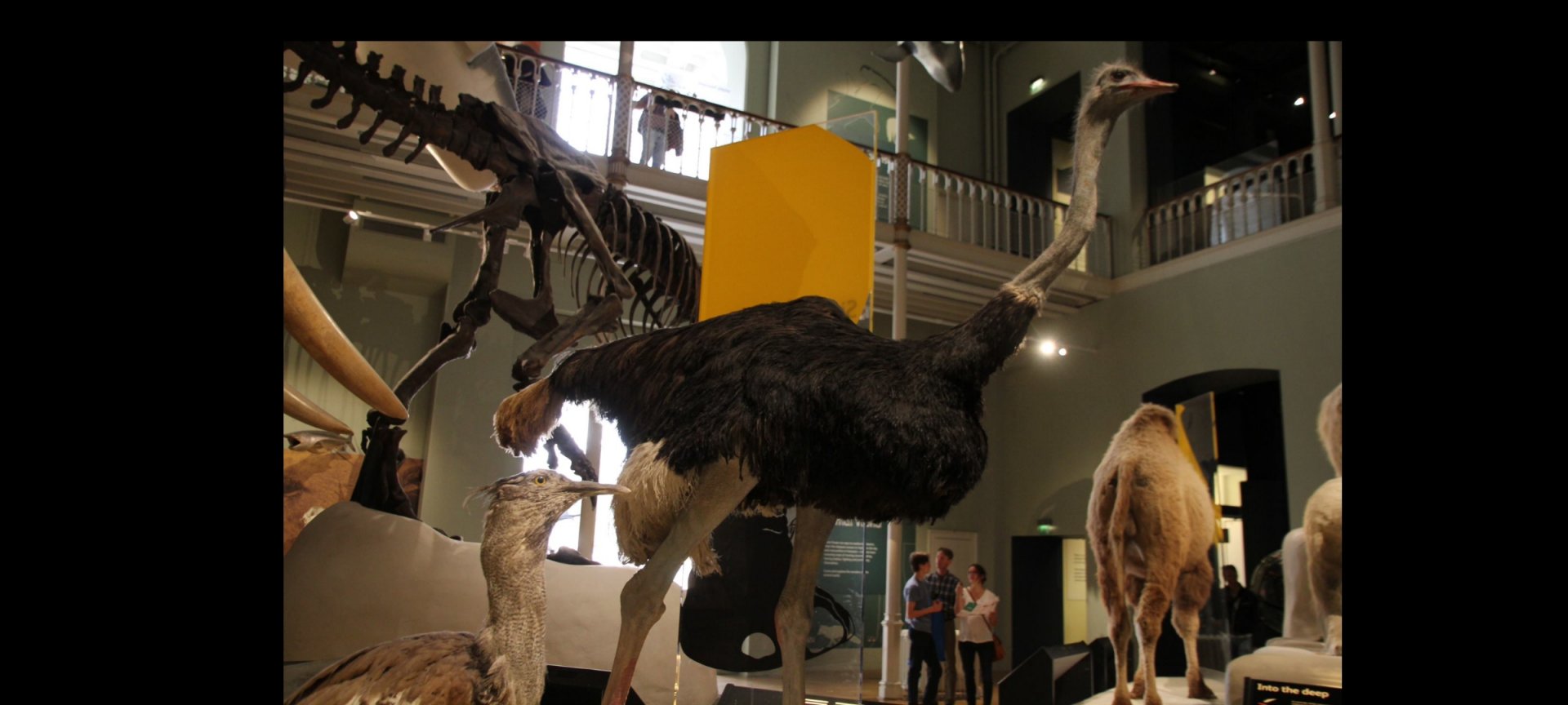 Could this be a Somali ostrich?, Edinburgh museum