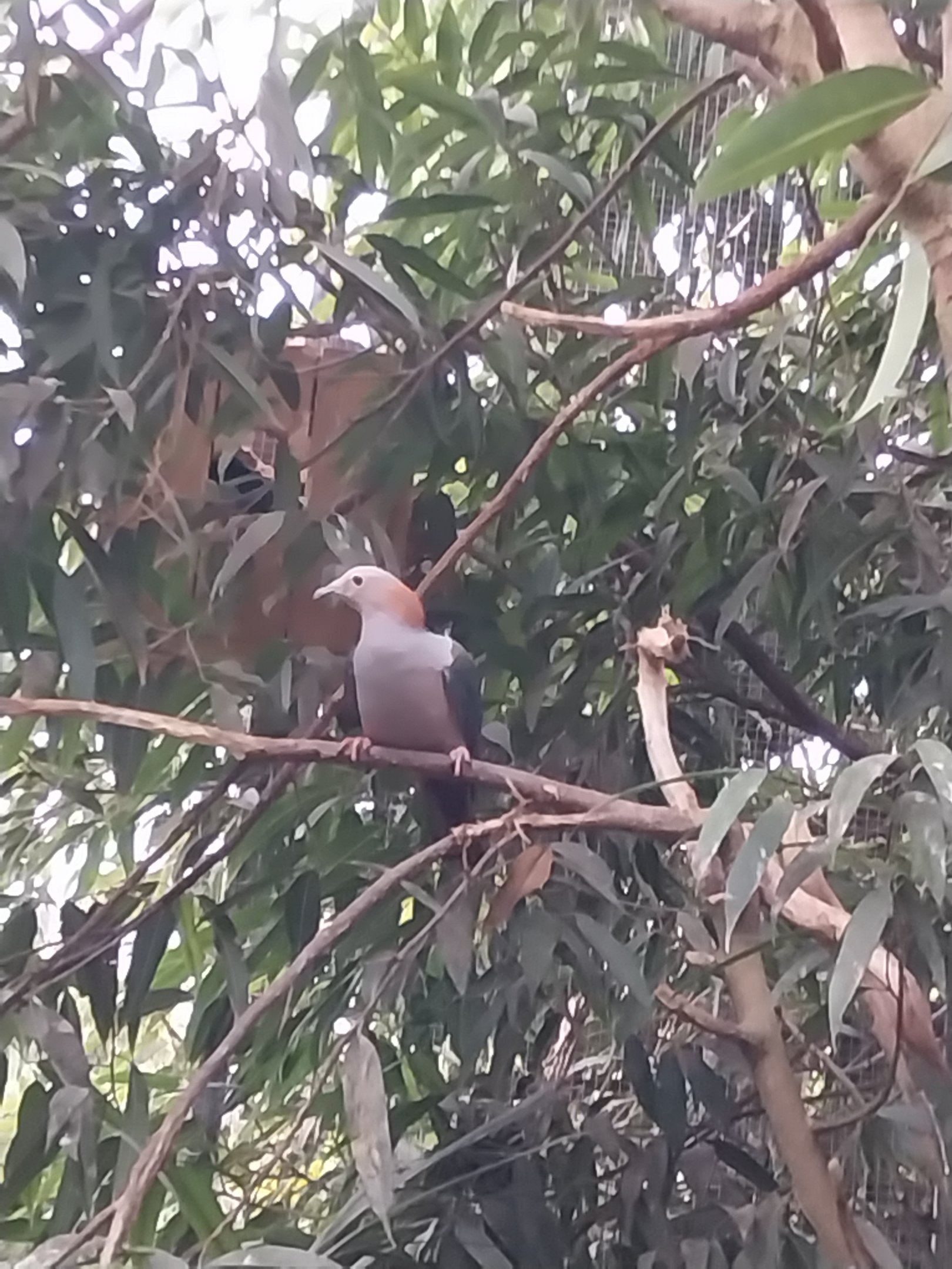 Could this be Green Imperial pigeon - Ducula aenea?