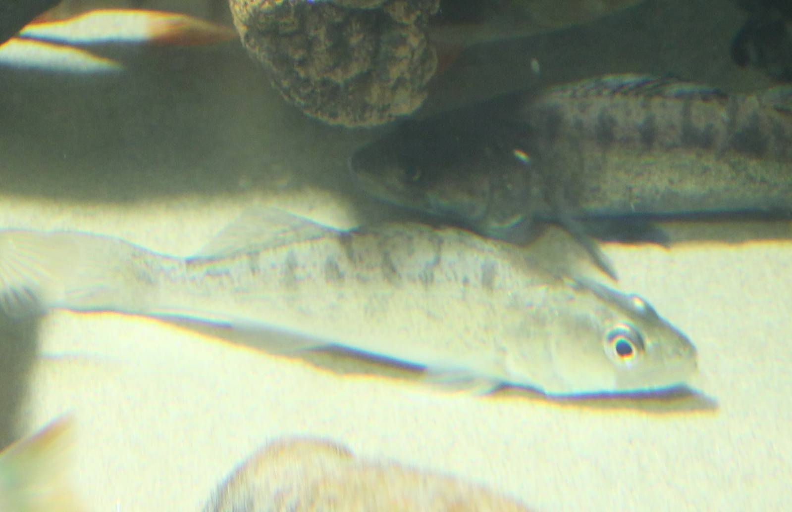 Could this be Sanders