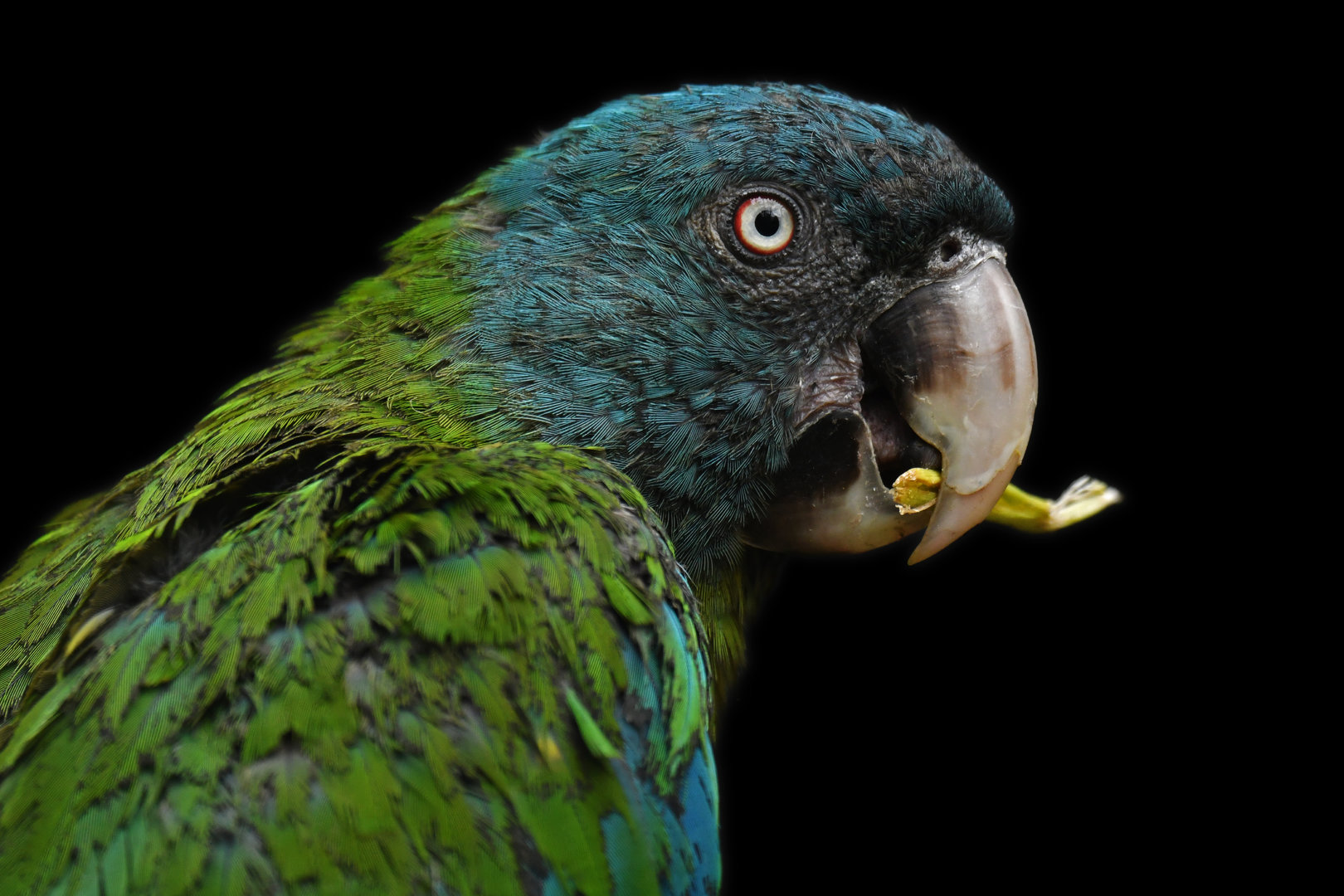 Coulon's macaw (Primolius couloni)