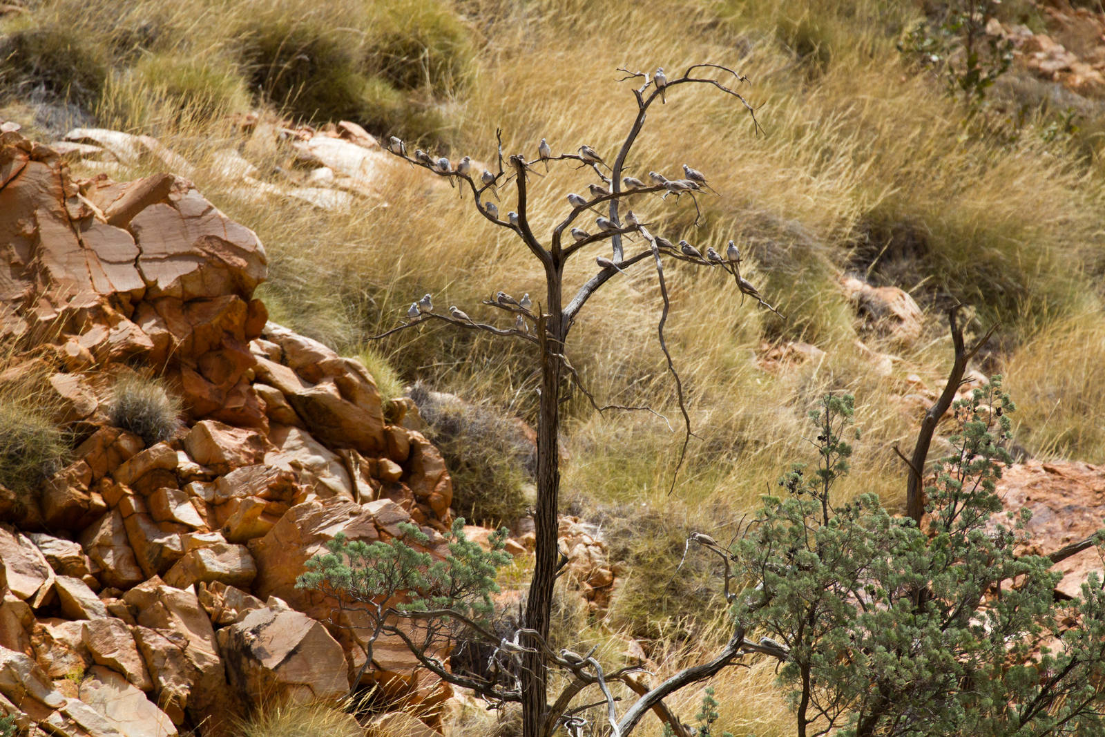 Count the Diamond Doves