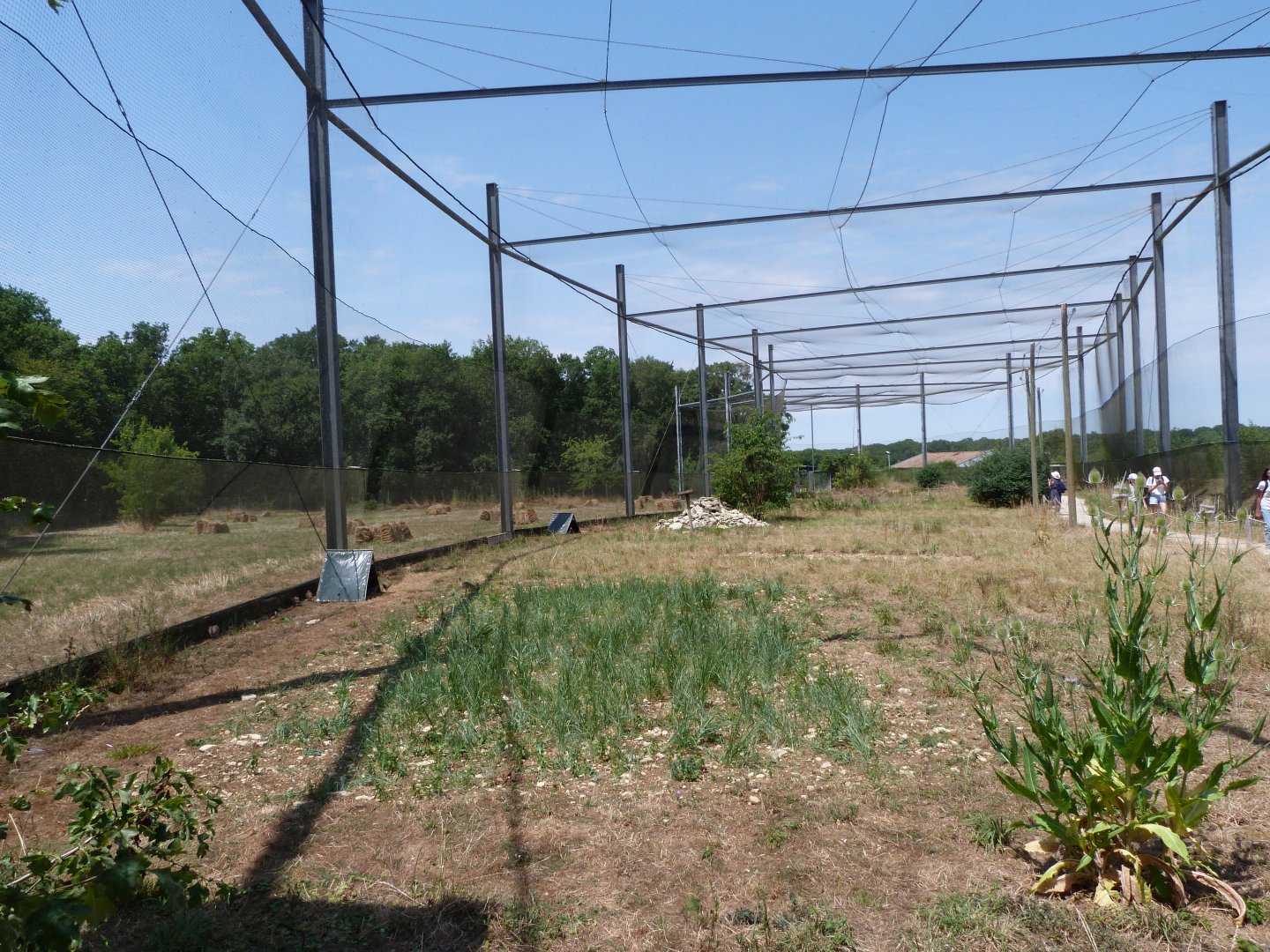 Countryside aviary -Zoodyssée (2025)