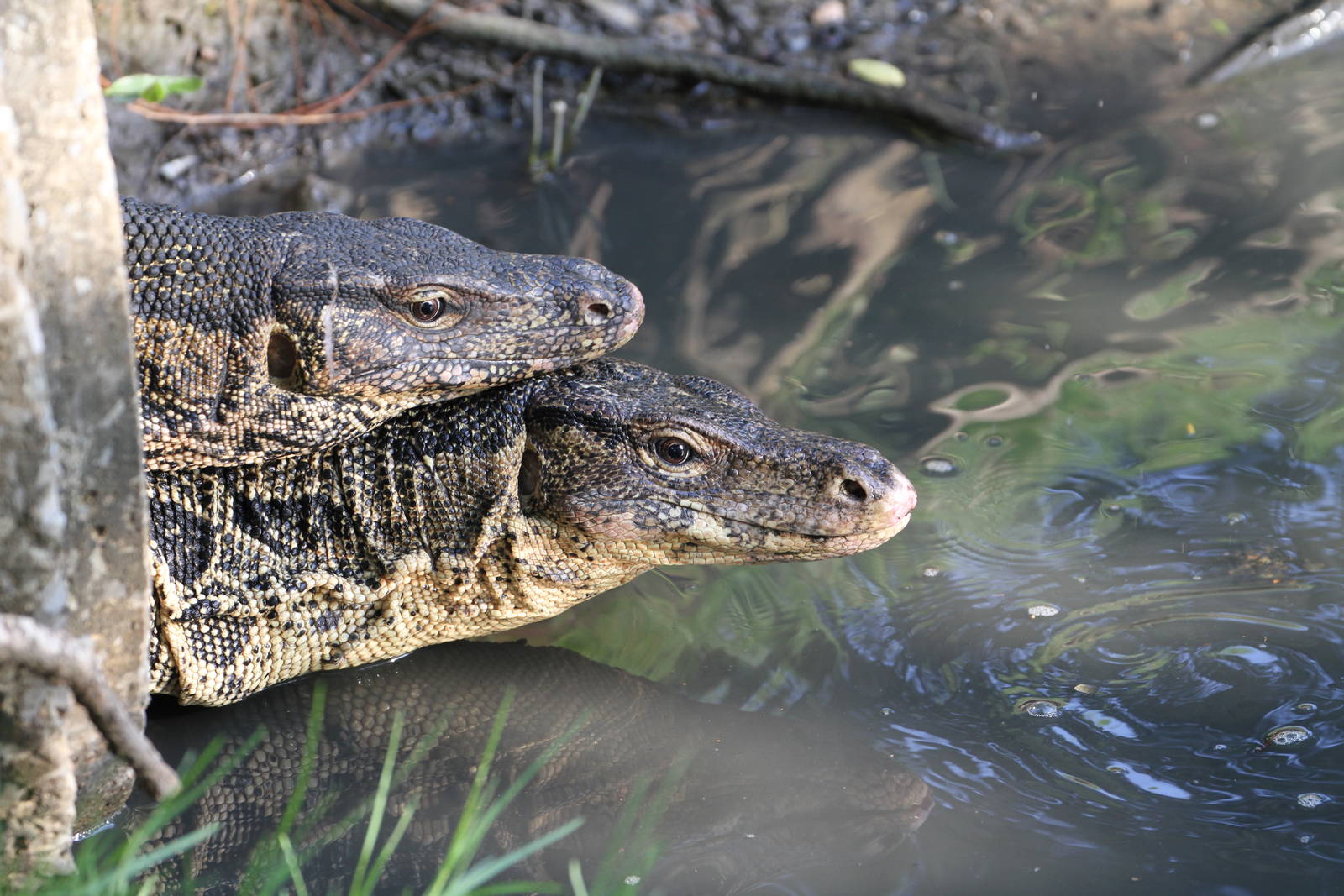 Couple of Water Monitors
