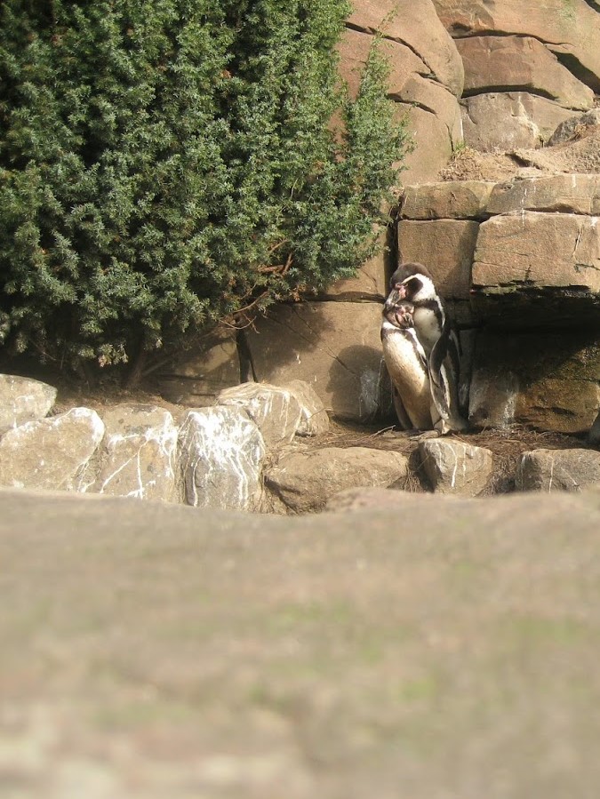 "Couple" picture of two Humboldt Penguins