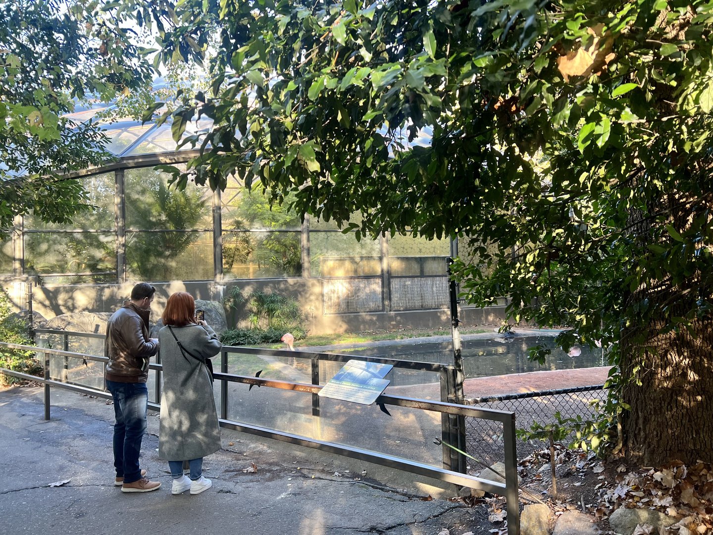Couple viewing Flamingos