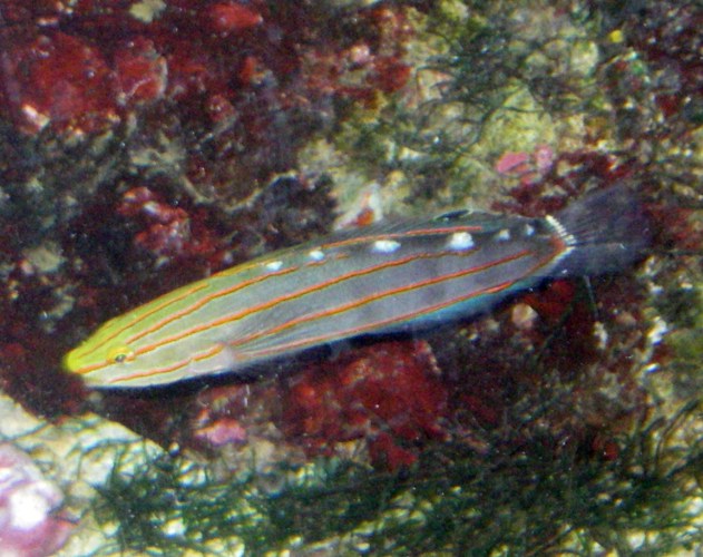 Court Jester Goby (Amblygobius rainfordi)