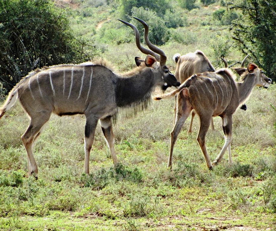 Courting Cape Greater Kudu