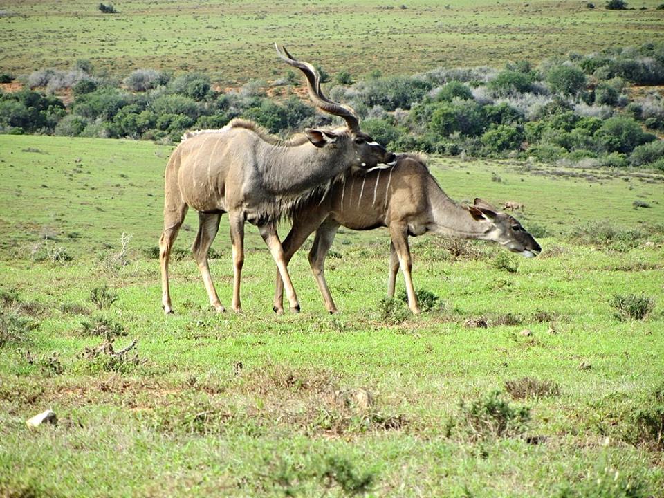 Courting Cape Greater Kudu