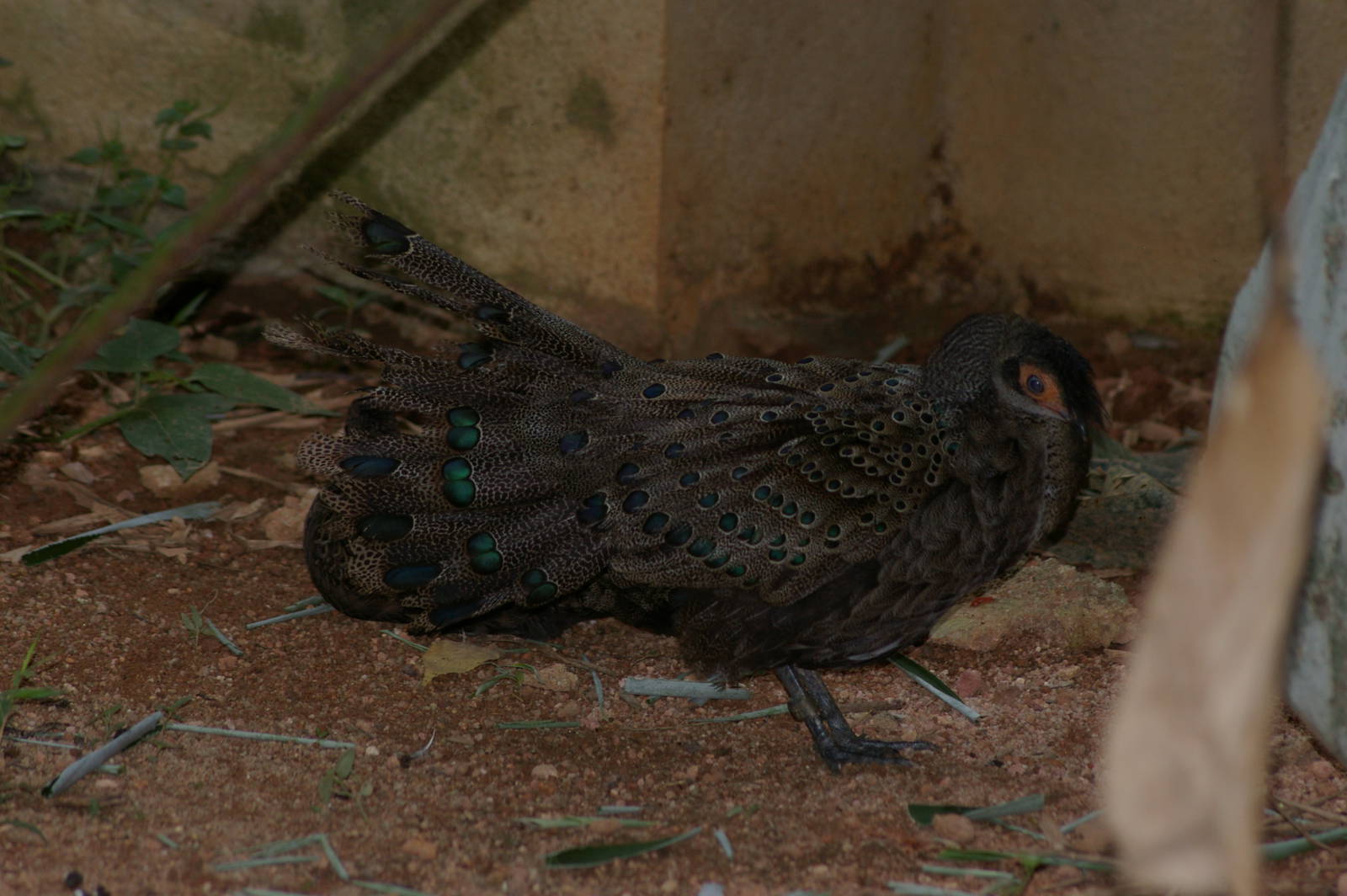 courtship display of Malayan peacock-pheasant (Polyplectron malacense)