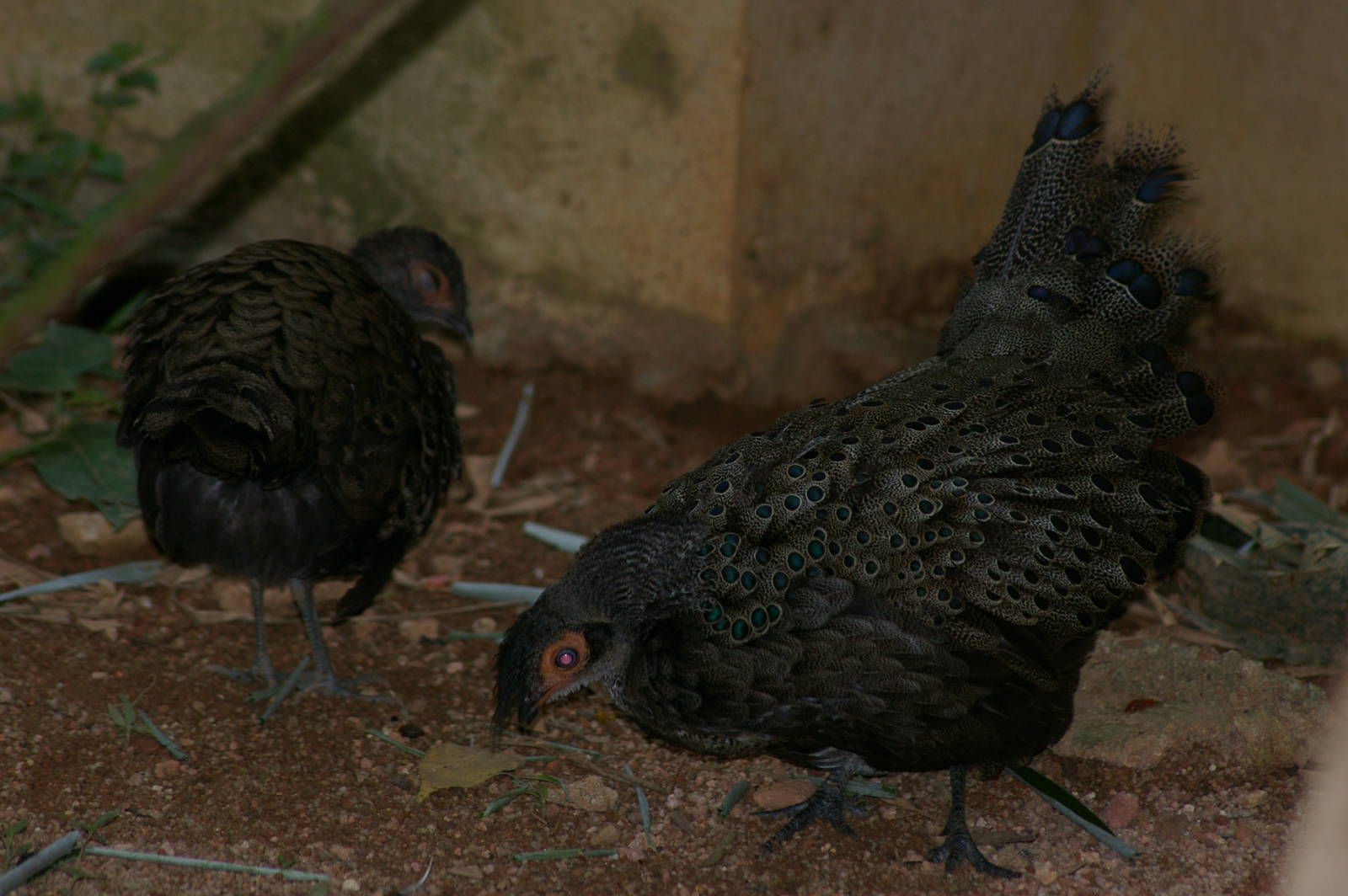 courtship display of Malayan peacock-pheasant (Polyplectron malacense)