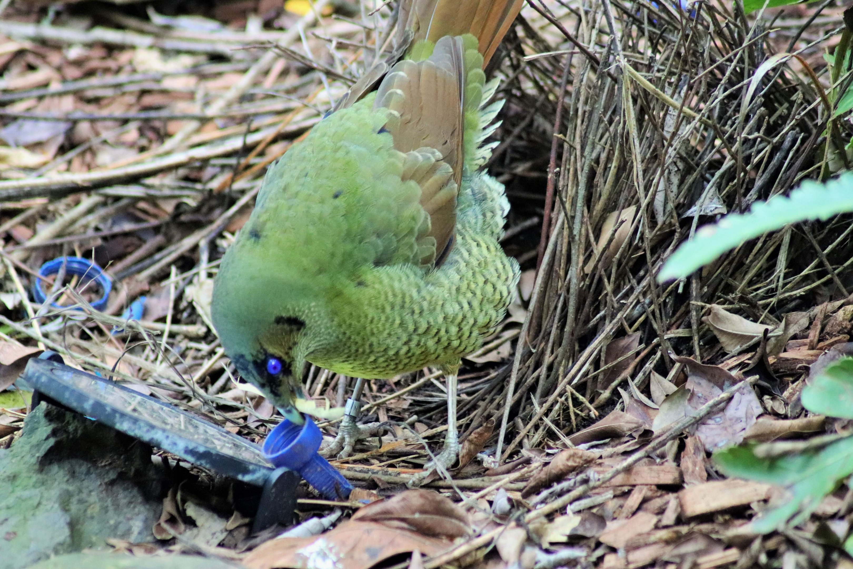 Courtship Display of Satin Bowerbird