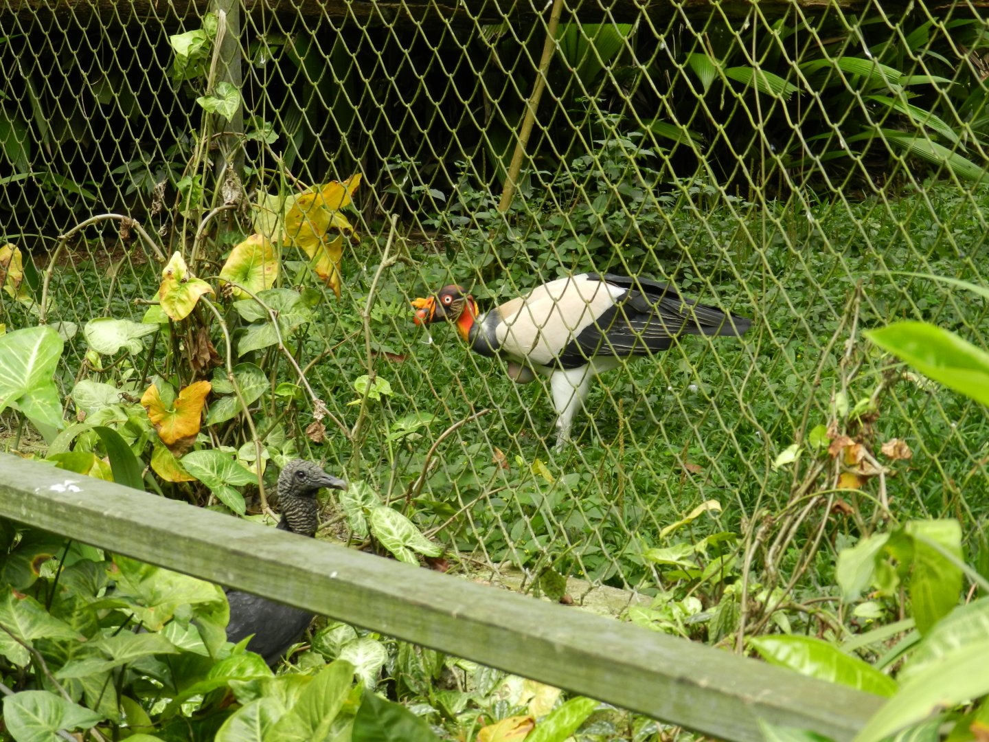 Cousins hanging out - Zoo São Paulo
