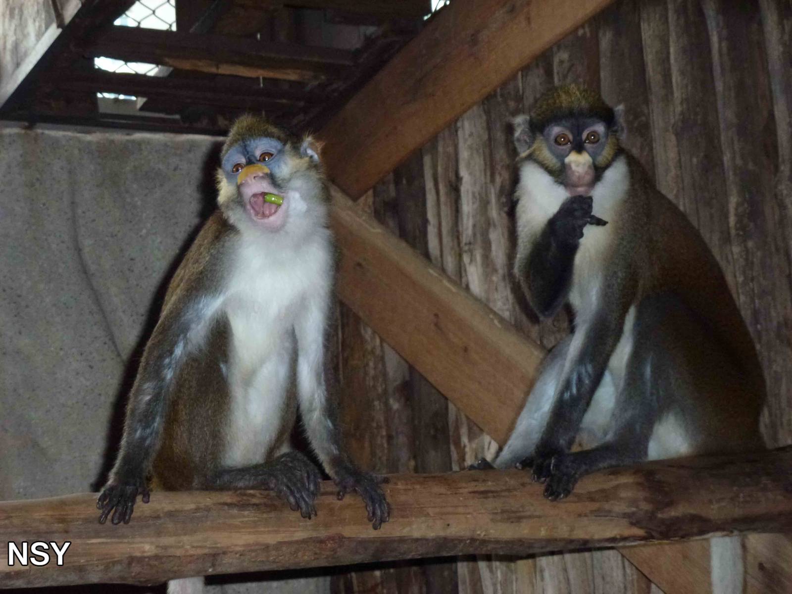 Cover your mouth - like this. June 2013.