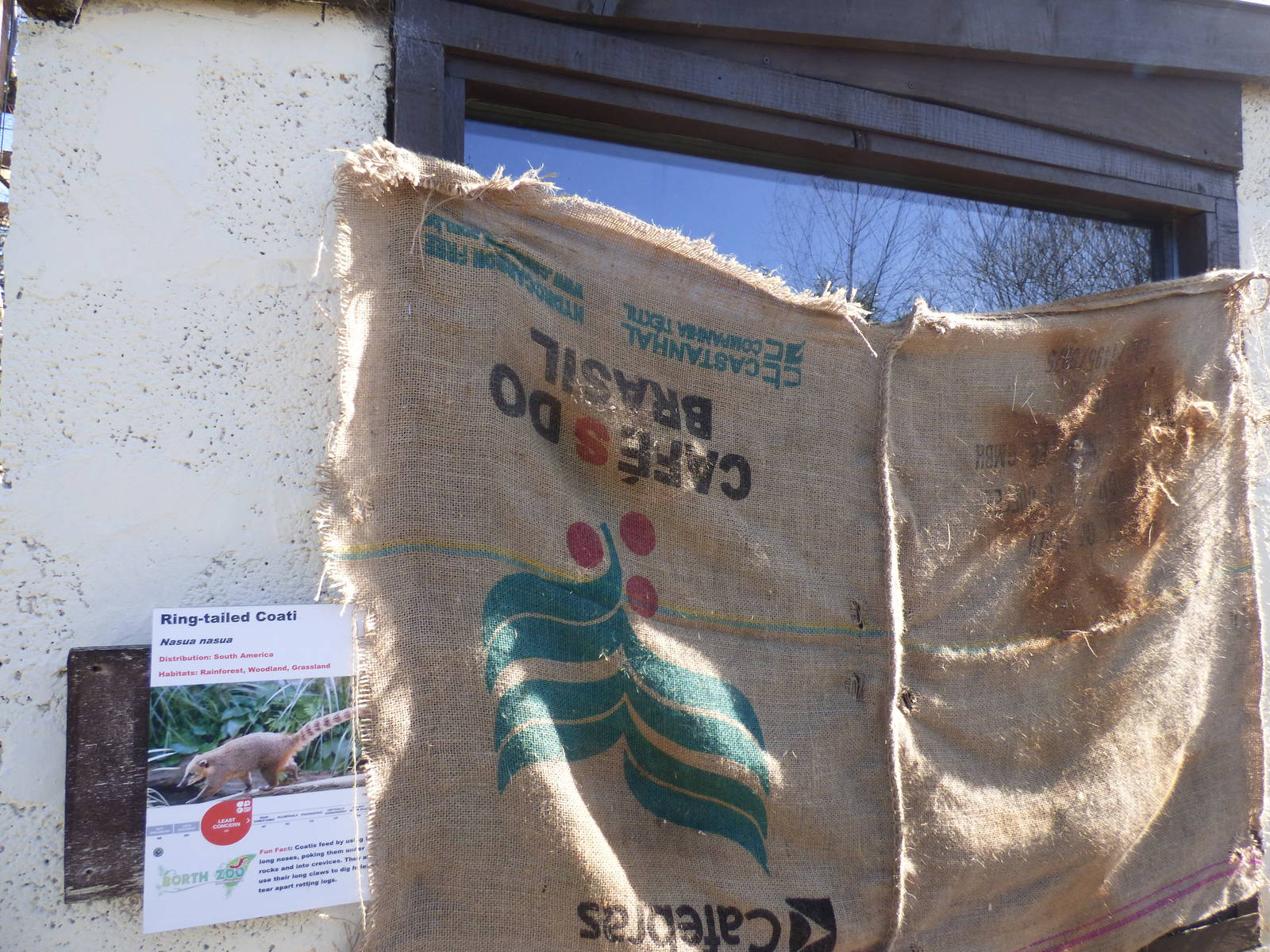 Covered Up Indoor Viewing of Ring-Tailed Coati Due to Pregnant Female