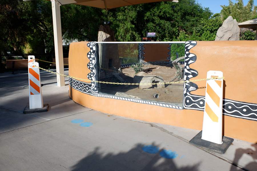 covid barriers on meerkat exhibit