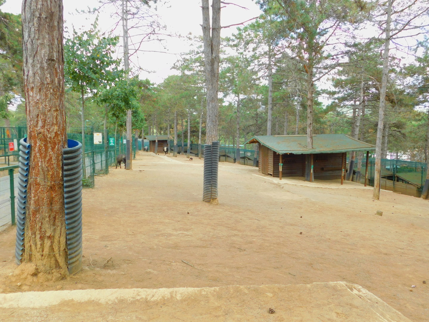 Cow and Miniature Horse Enclosure at Park of Istanbul